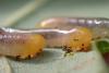 Caliroa sp.